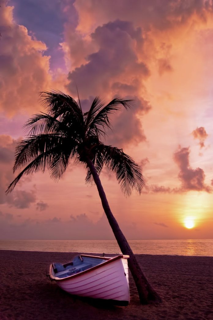 white boat beside tree under orange sky during sunset